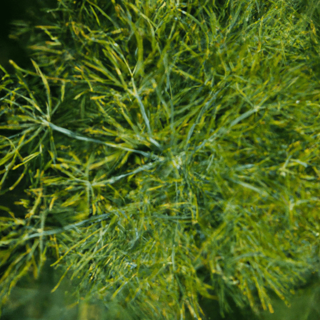 Dill