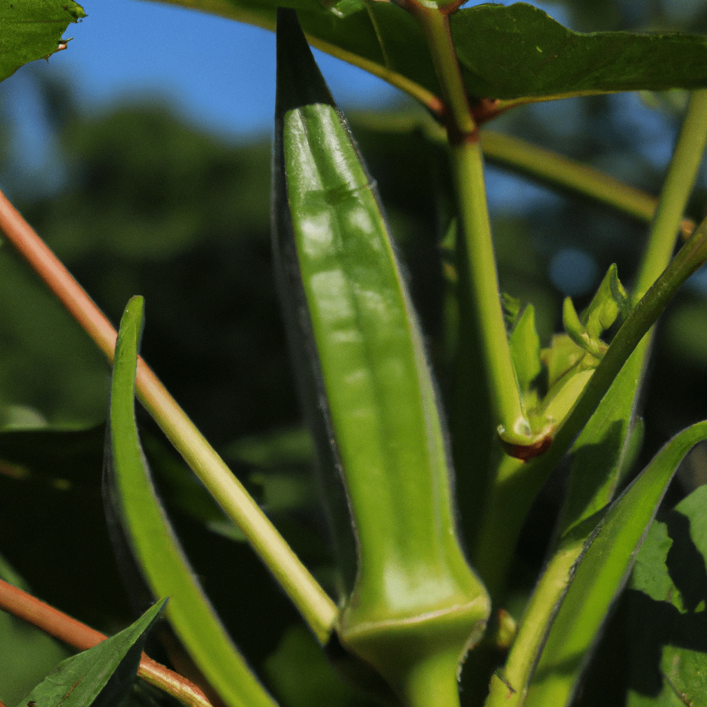 Okra